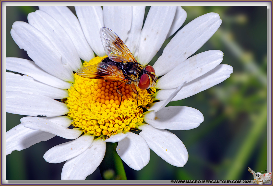 MOUCHE
